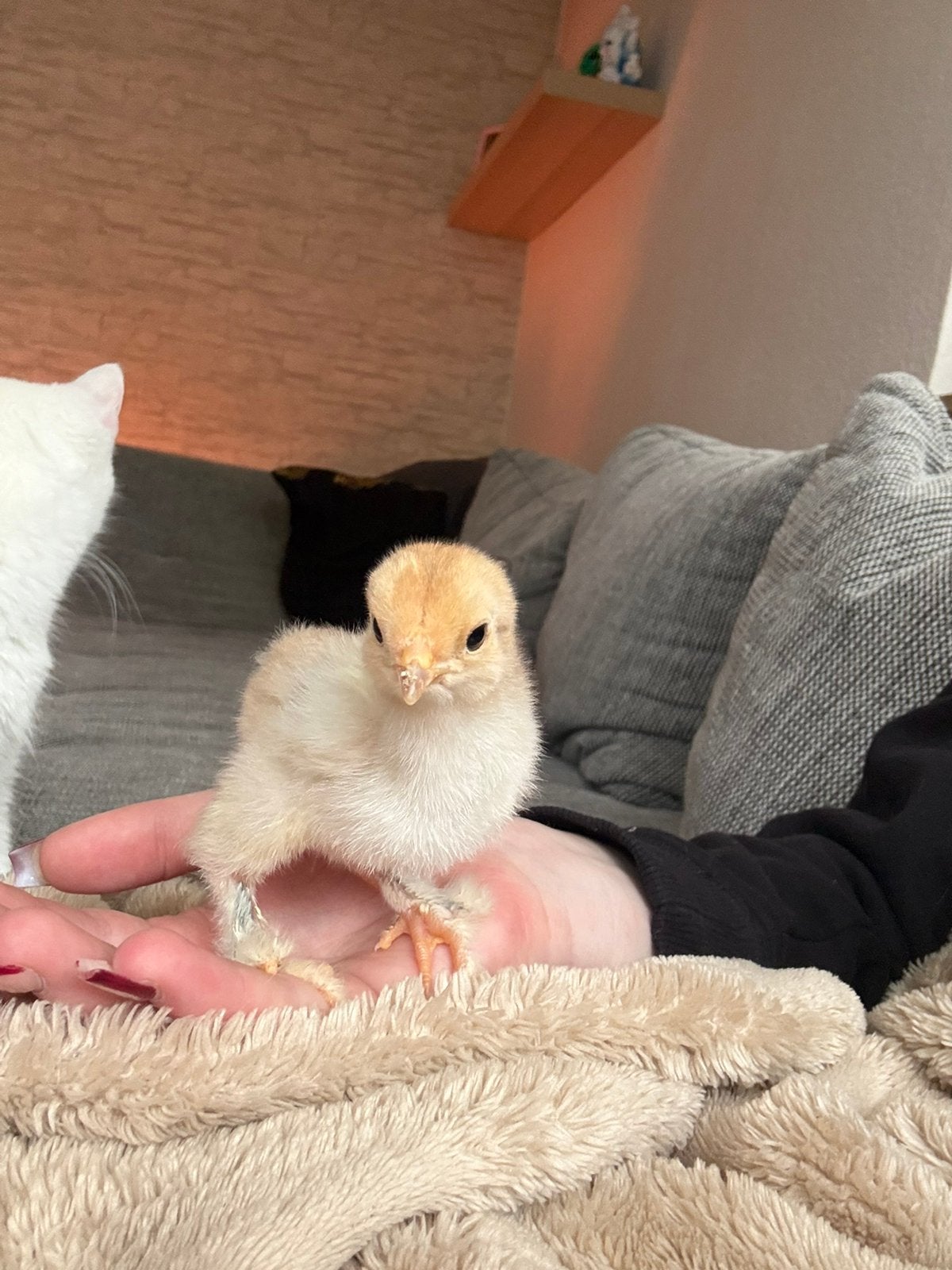 3 brahma kuikens van 2 weken oud, Animaux & Accessoires, Rongeurs & Lapins | Accessoires, Enlèvement ou Envoi