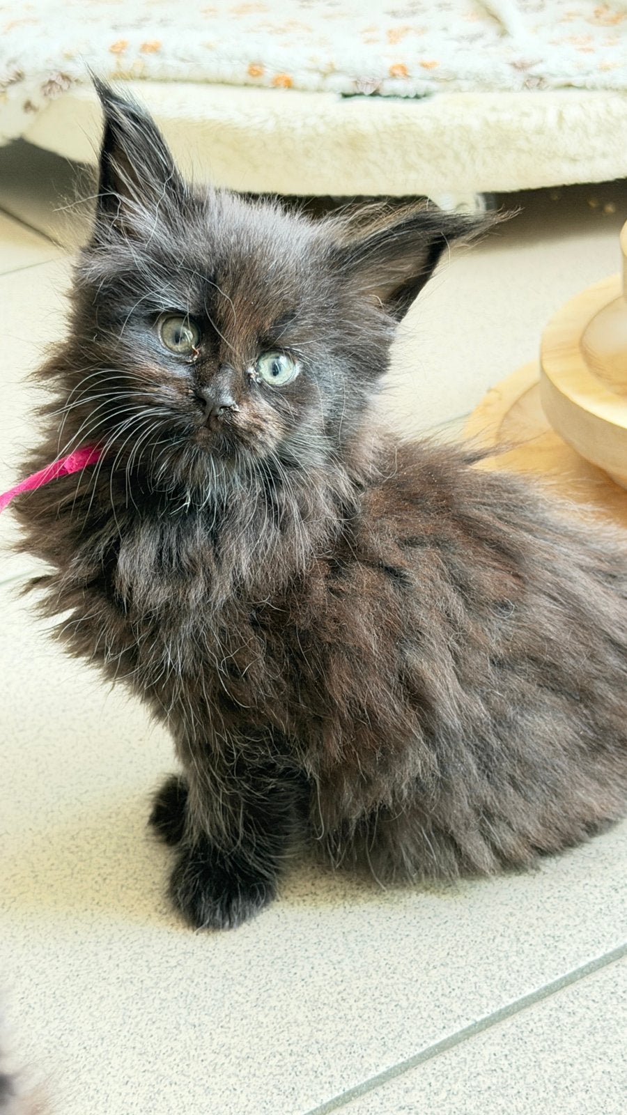Maine coon kittens, Poes, Gechipt, 0 tot 2 jaar