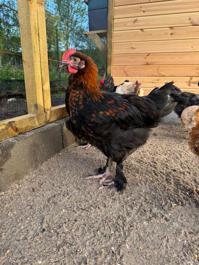 2 maran haantjes tam, Dieren en Toebehoren
