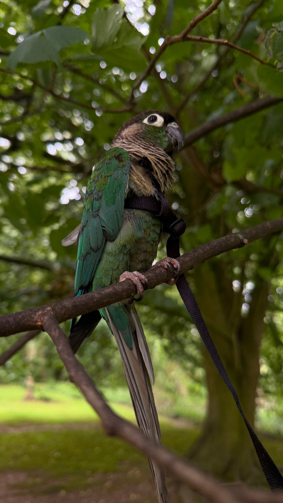 Conure turquoise (Mâle), Animaux & Accessoires, Mâle, Perroquet, Domestique