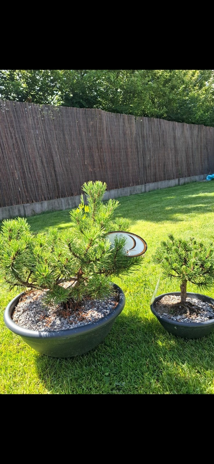 2 pinus bomen, Ophalen