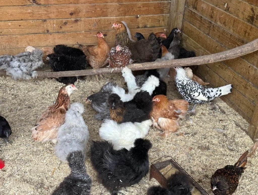 Zijdehoenders kippen te koop (verschillende kleuren), Plusieurs animaux, Poule ou poulet
