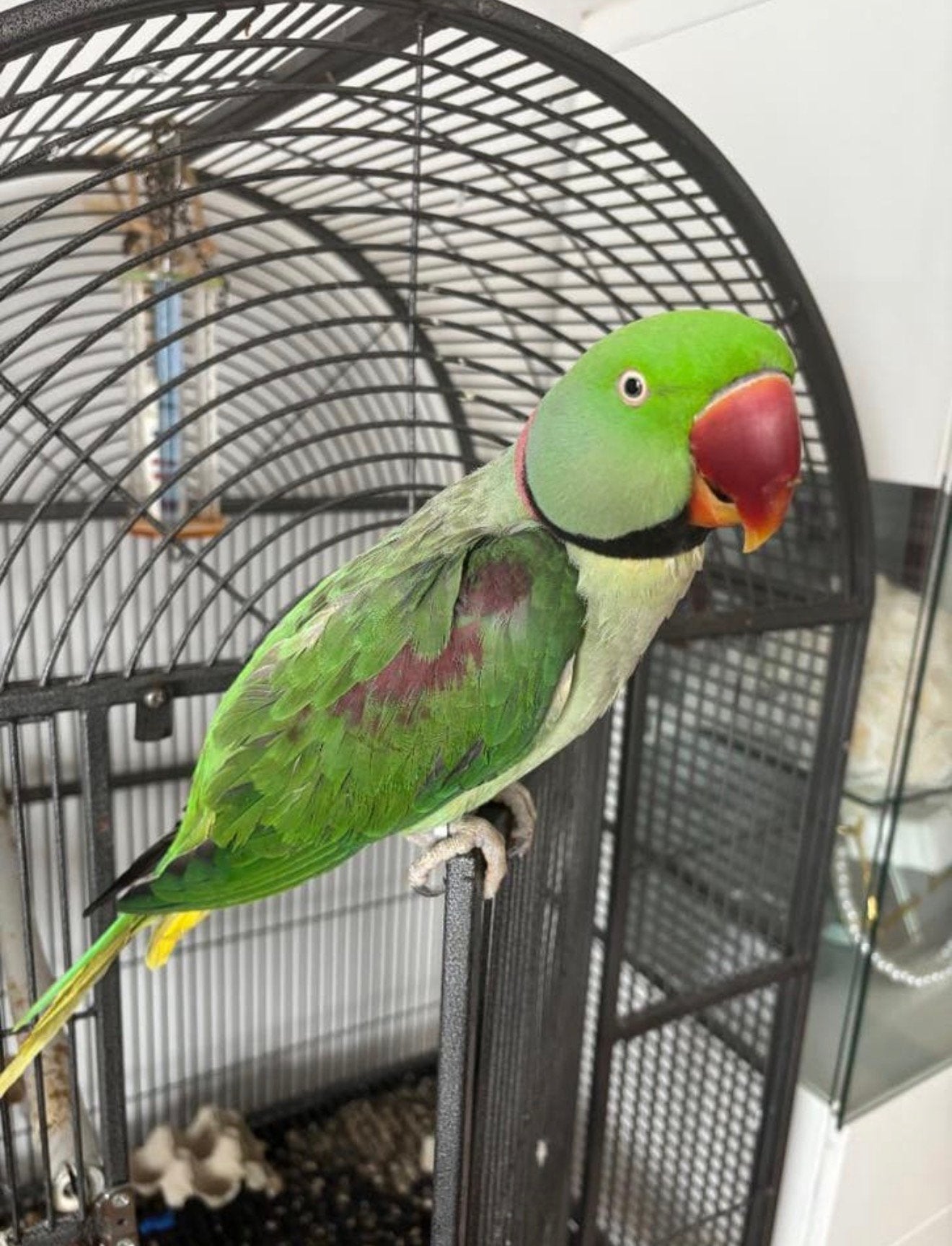Tamme grote alexanderparkiet, Animaux & Accessoires, Oiseaux | Perruches & Perroquets, Mâle, Perruche, Domestique