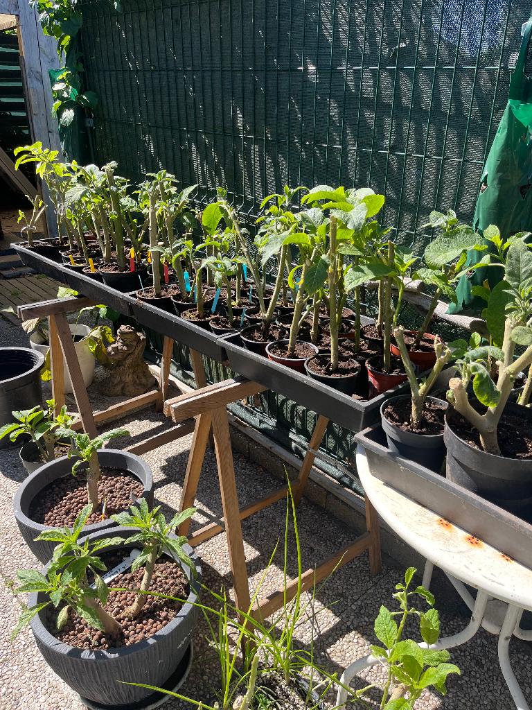 Planten, Tuin en Terras, Planten | Tuinplanten, Volle zon, Vaste plant, Zomer, Ophalen