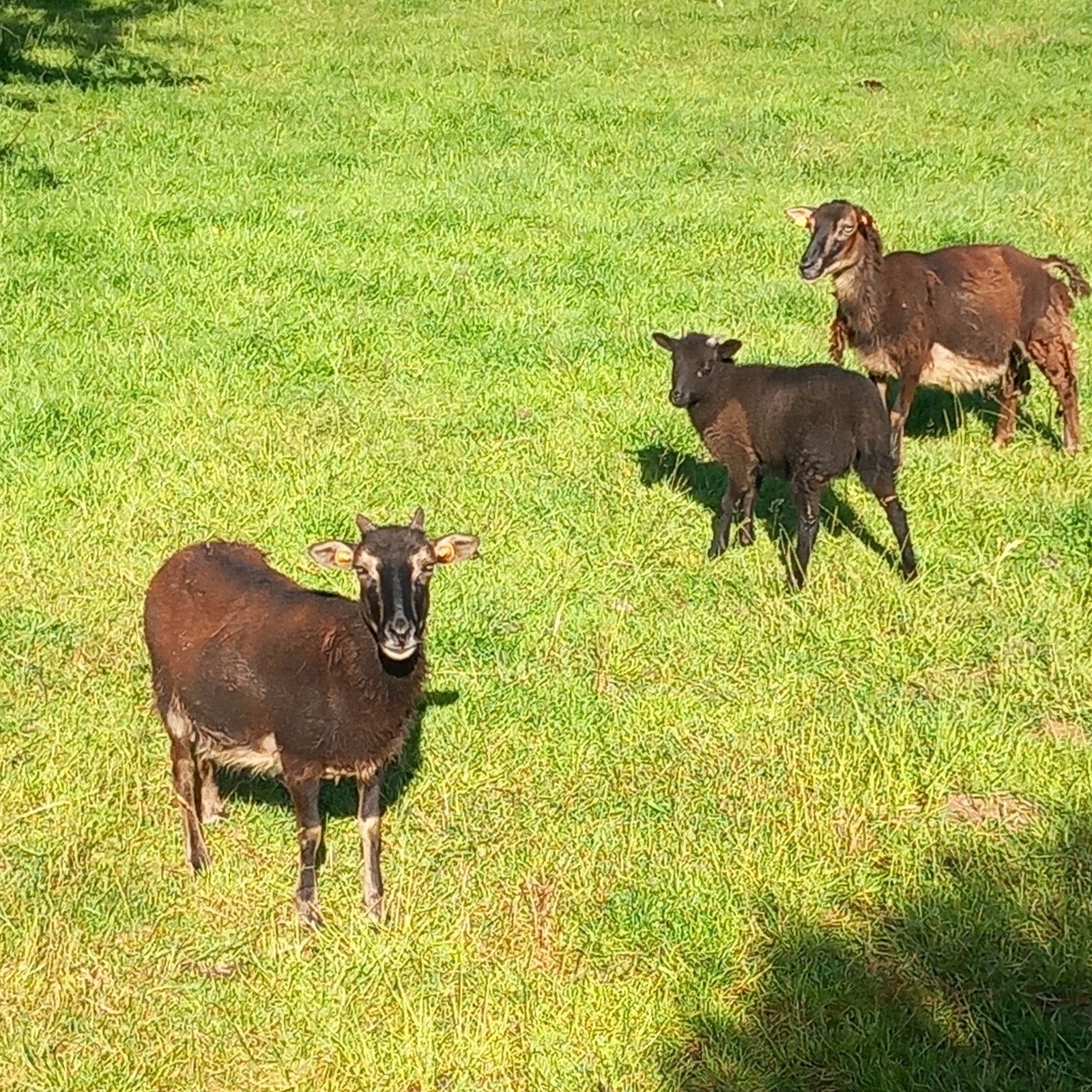 3 brebis soay
