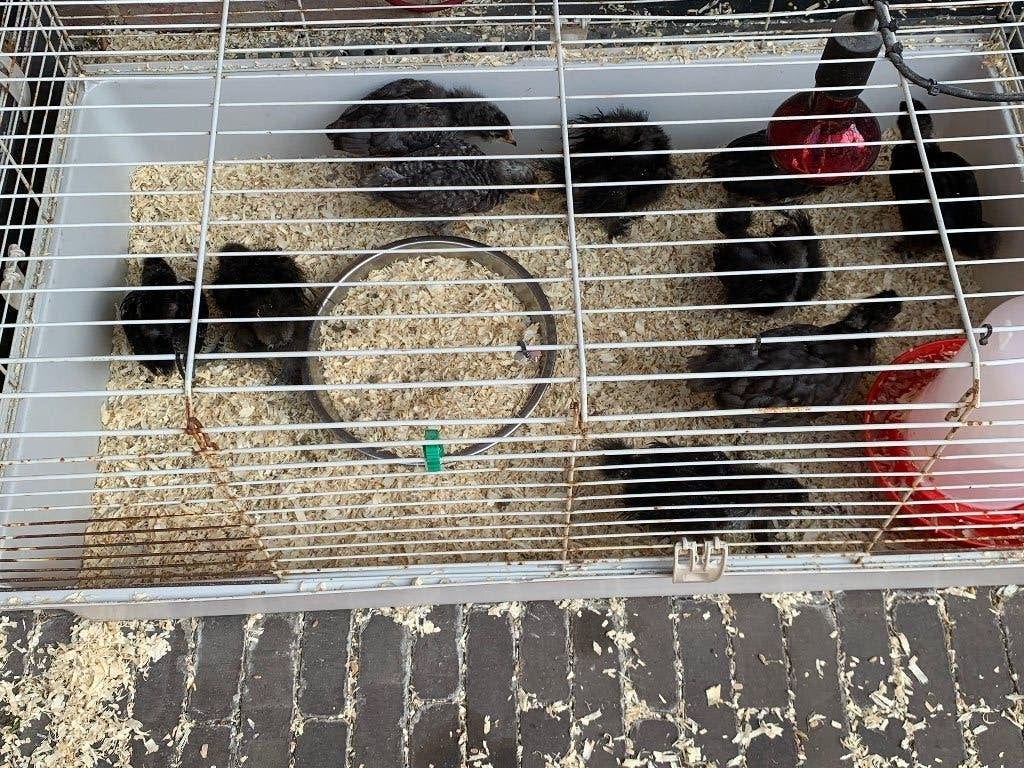 Kuikens van legkippen te koop., Dieren en Toebehoren, Pluimvee, Kip