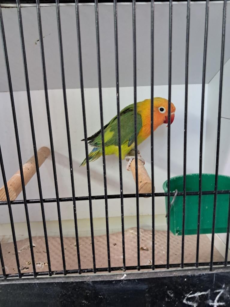 Fischeri (verschillende jonge vogels), Meerdere dieren, Dwergpapegaai of Agapornis, Geringd