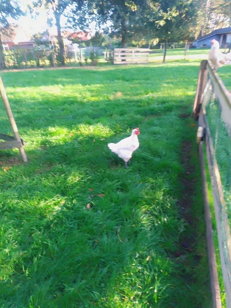 Hanen, Mâle, Poule ou poulet