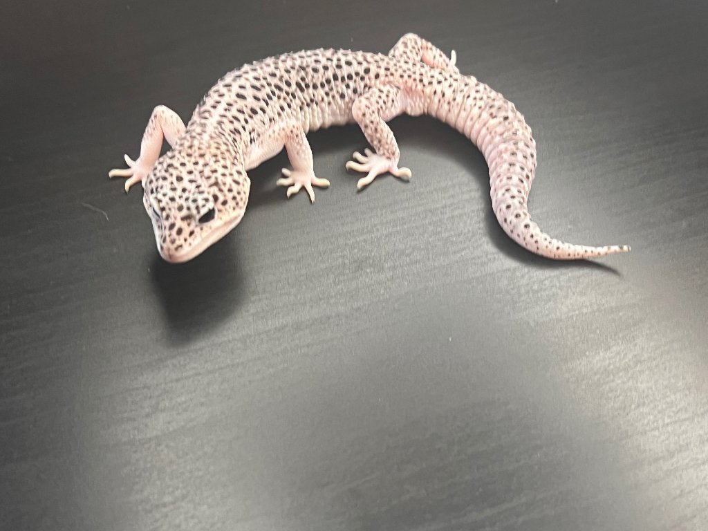 Kweekkoppel Diablo Blanco/Mac snow luipaardgekko, Dieren en Toebehoren, Hagedis, Tam, 0 tot 2 jaar