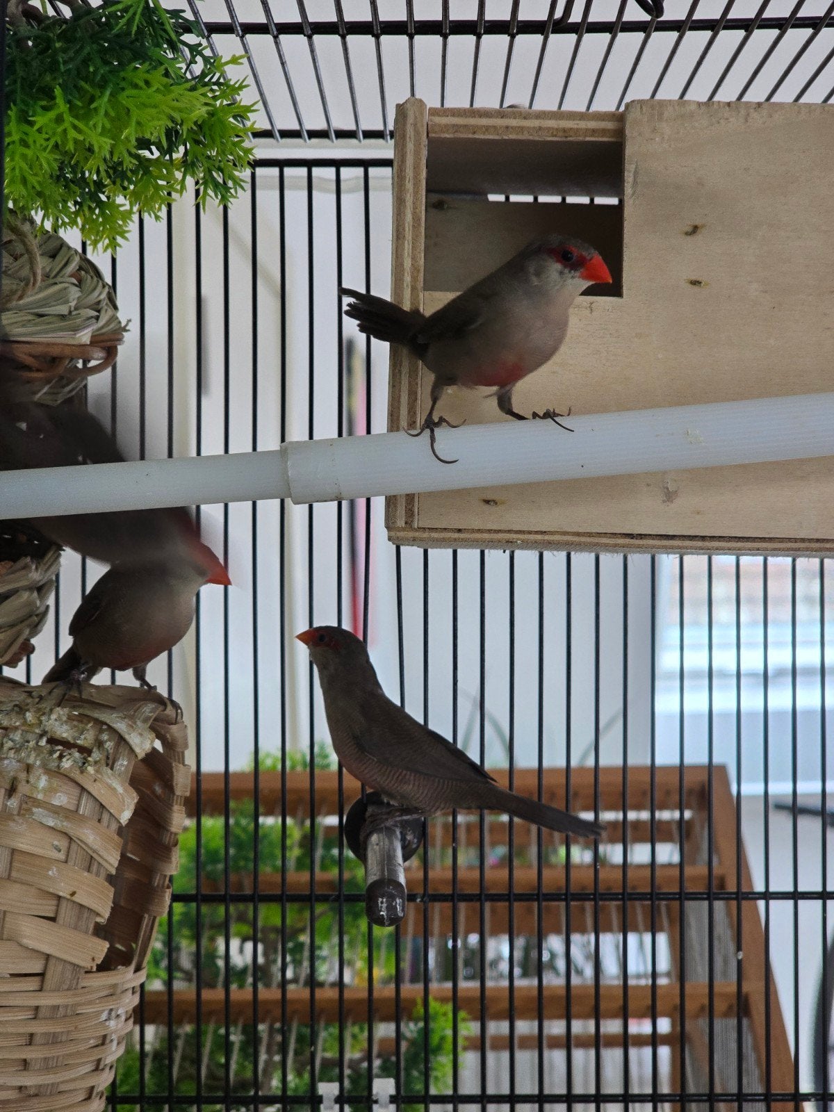 Astrild Ondulé, Dieren en Toebehoren, Vogels | Kanaries