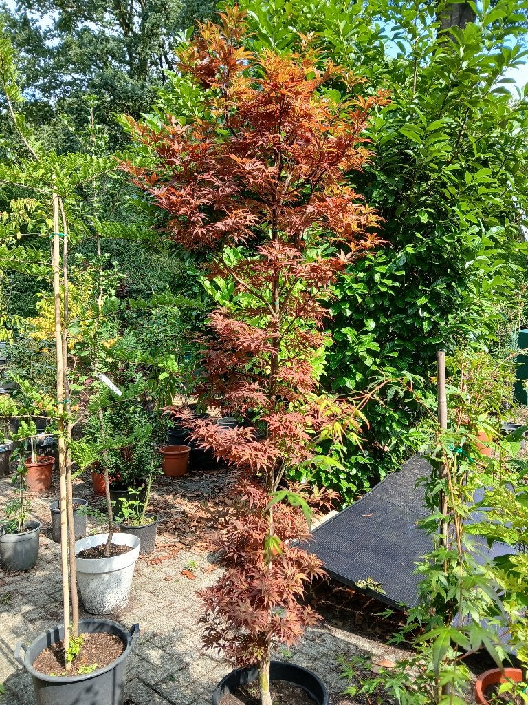japanse esdoorn, Tuin en Terras, Planten | Bomen, Ophalen, In pot, Halfschaduw, 100 tot 250 cm
