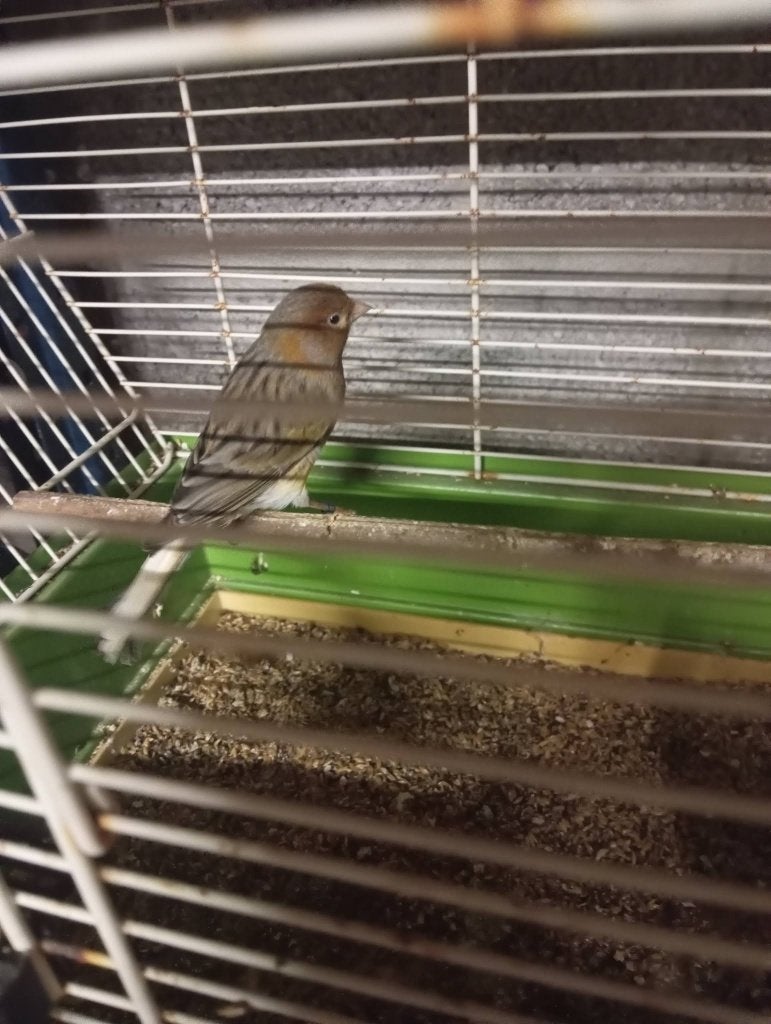 koppel kanaries met kuif 2023-24 (lezen!), Dieren en Toebehoren, Vogels | Kanaries