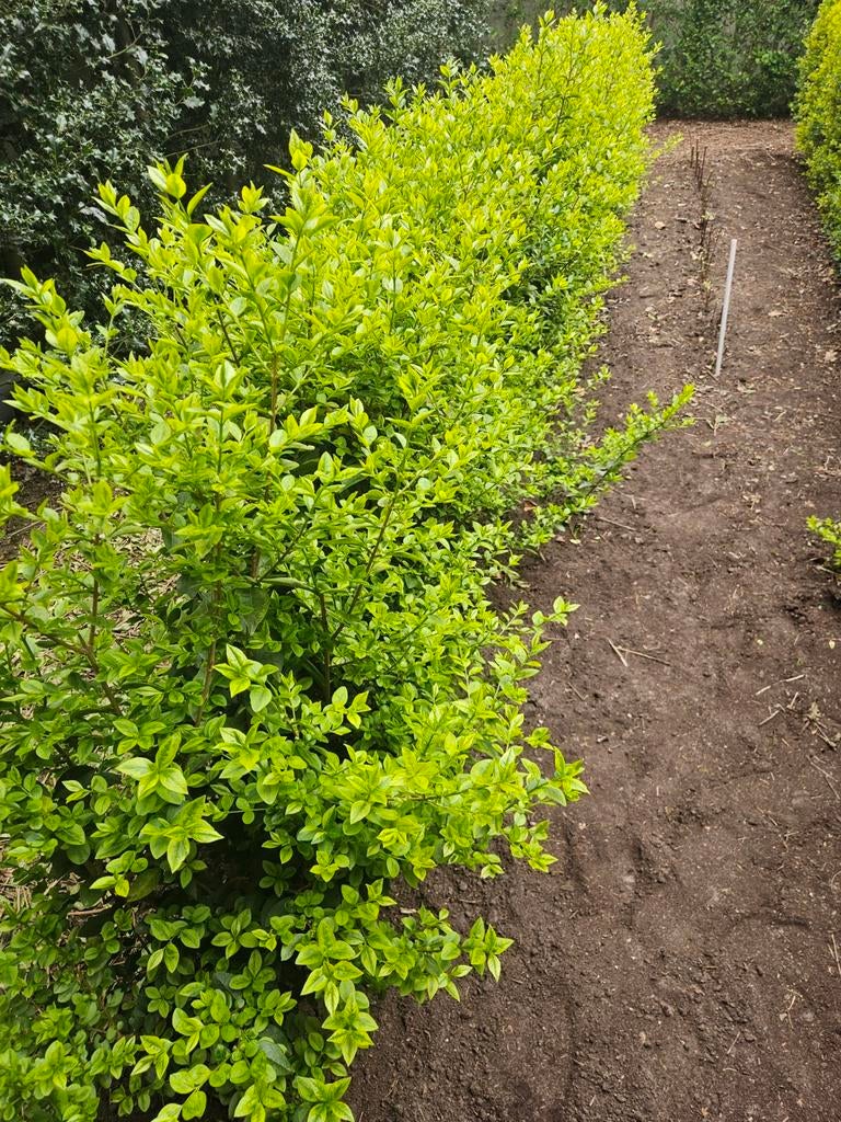 30 Bonte lugustrumplanten, 0,80m hoogte boven de grond, Enlèvement