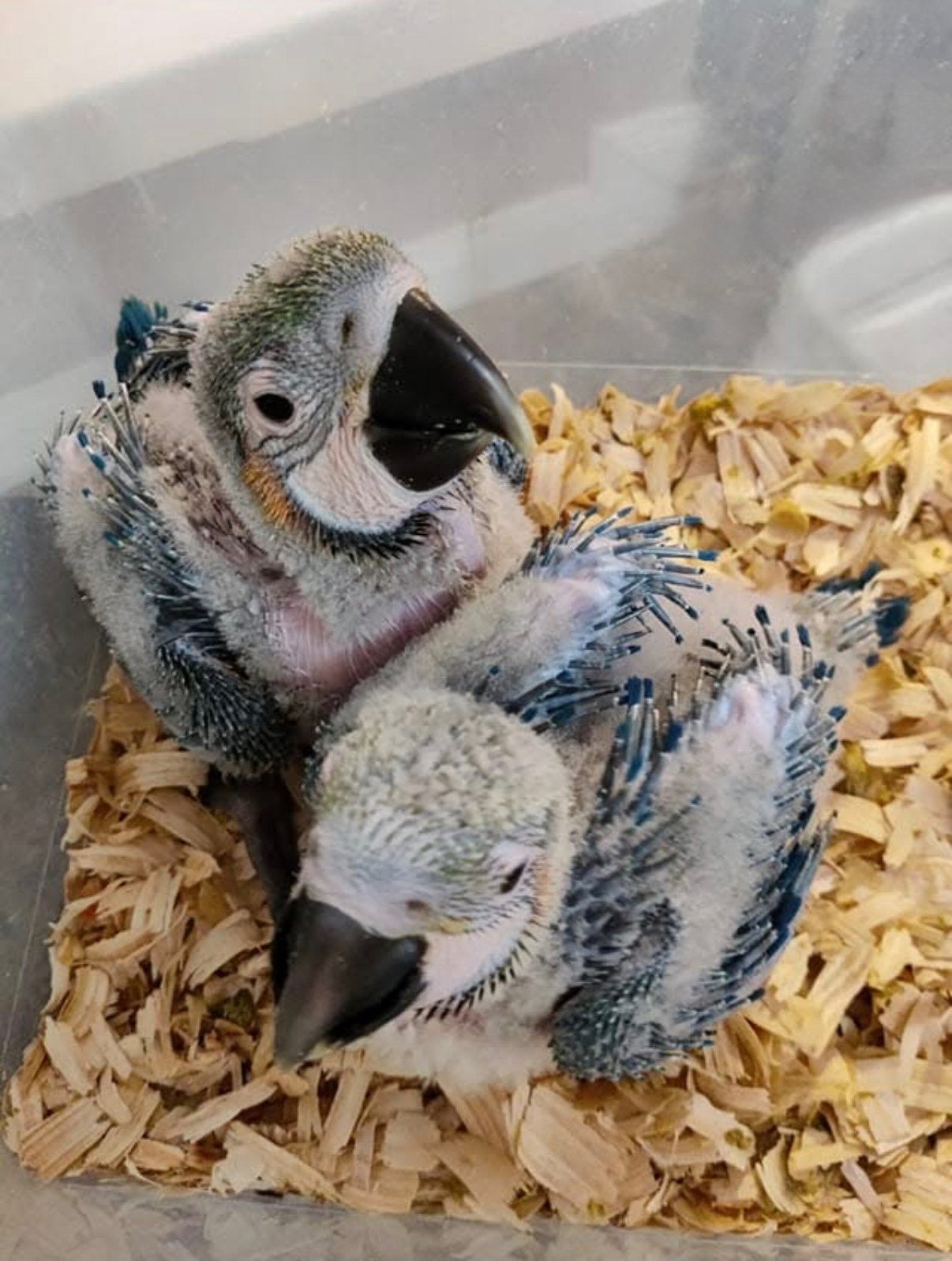 Baby Blauwgele Ara - Super tam, Geslacht onbekend, Papegaai, Pratend