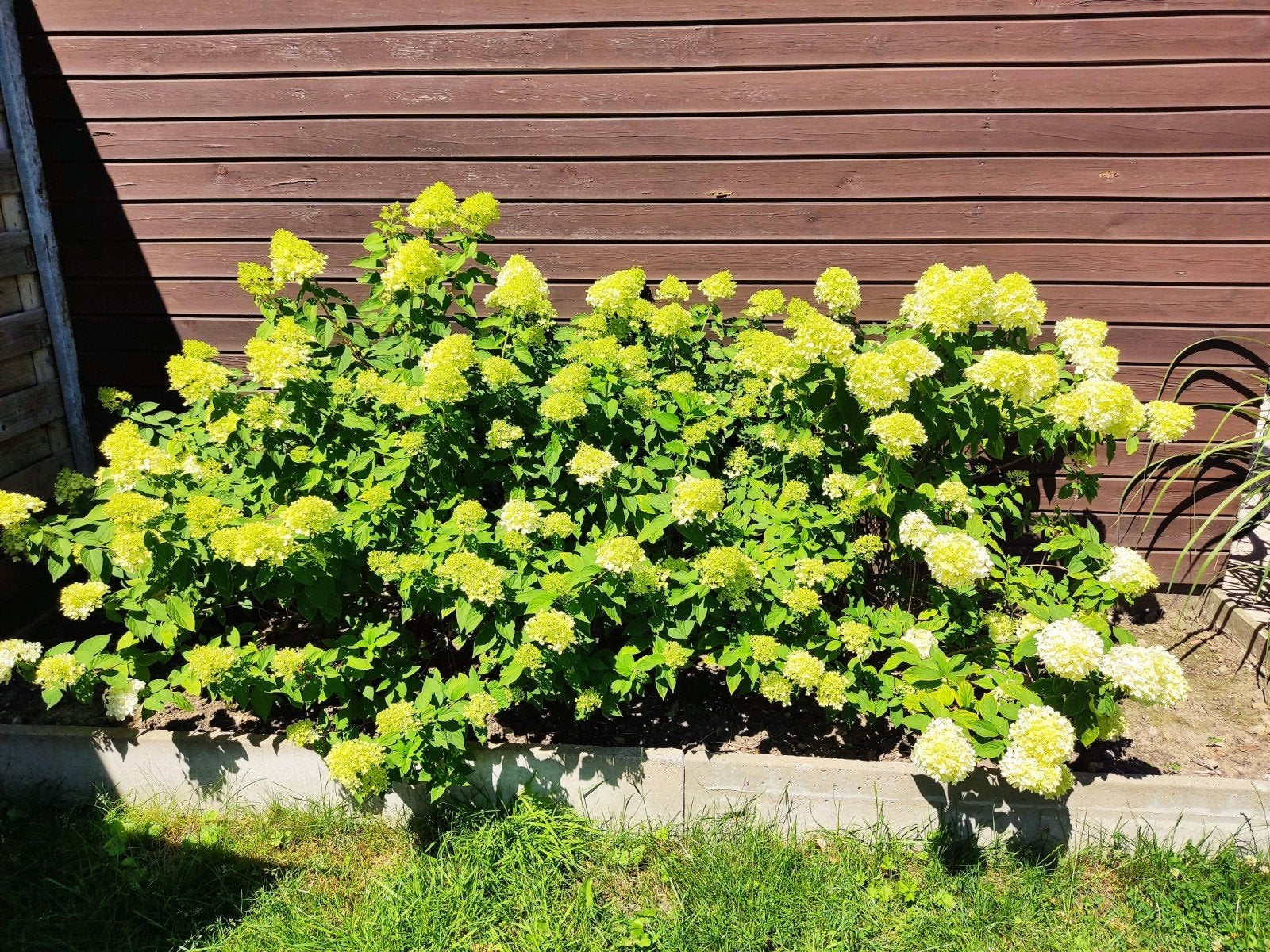 3 x pluimhortensia , moet weg!! gratis, Ophalen