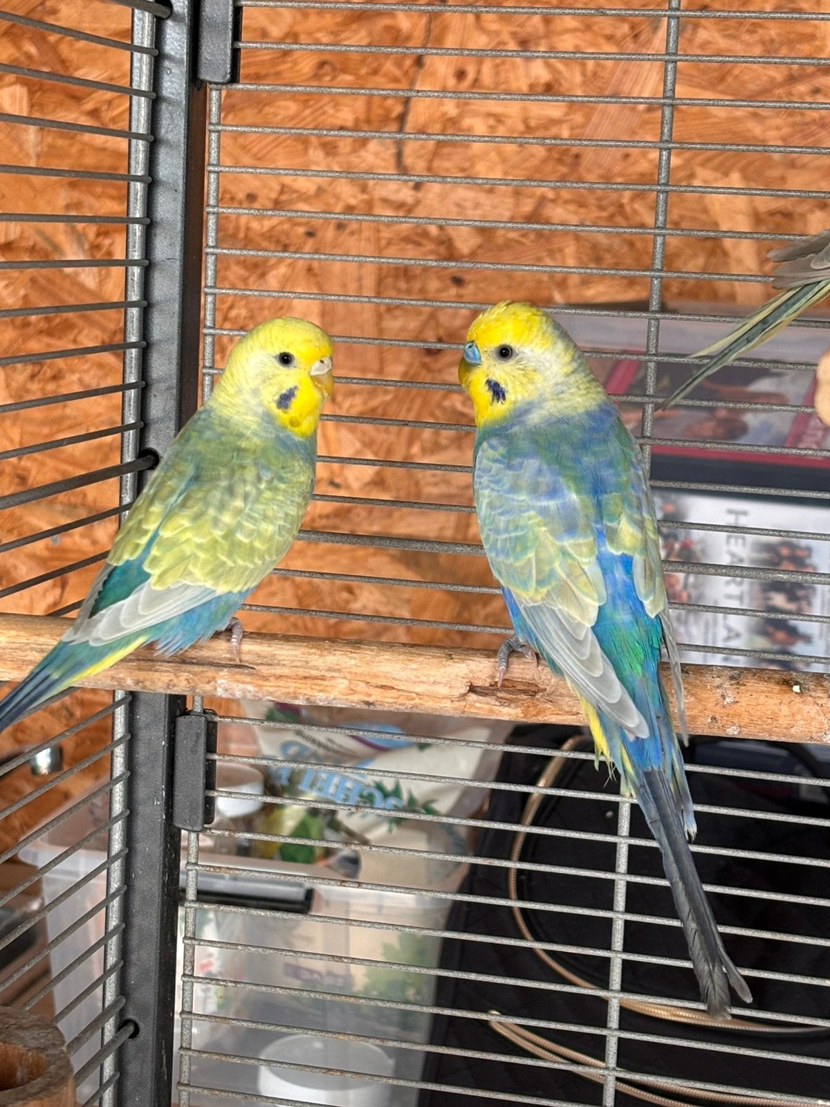 Koppeltje regenboog grasparkieten, Plusieurs animaux, Perruche