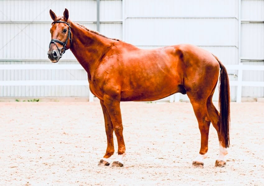 Schoolmaster for sale, 11 ans ou plus, 165 à 170 cm, L, Cheval de récréation