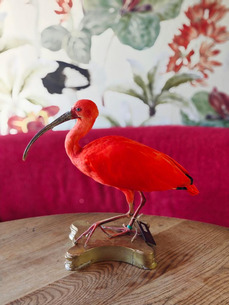 Gezocht vogels voor taxidermy, Dieren en Toebehoren, Vogels | Overige Vogels, Tropenvogel, Geslacht onbekend
