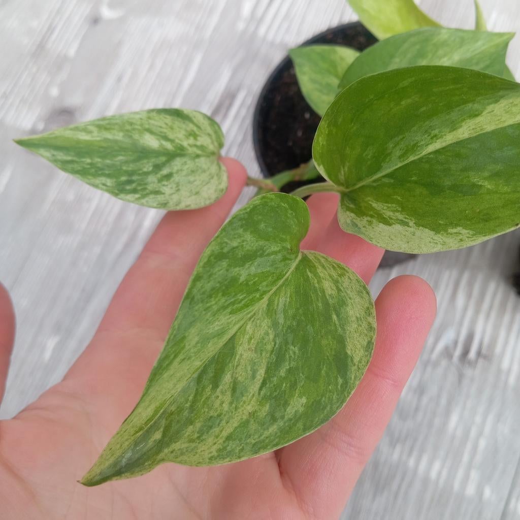 Pothos marble queen monstera monkey leaf monstera deliciosia, Enlèvement