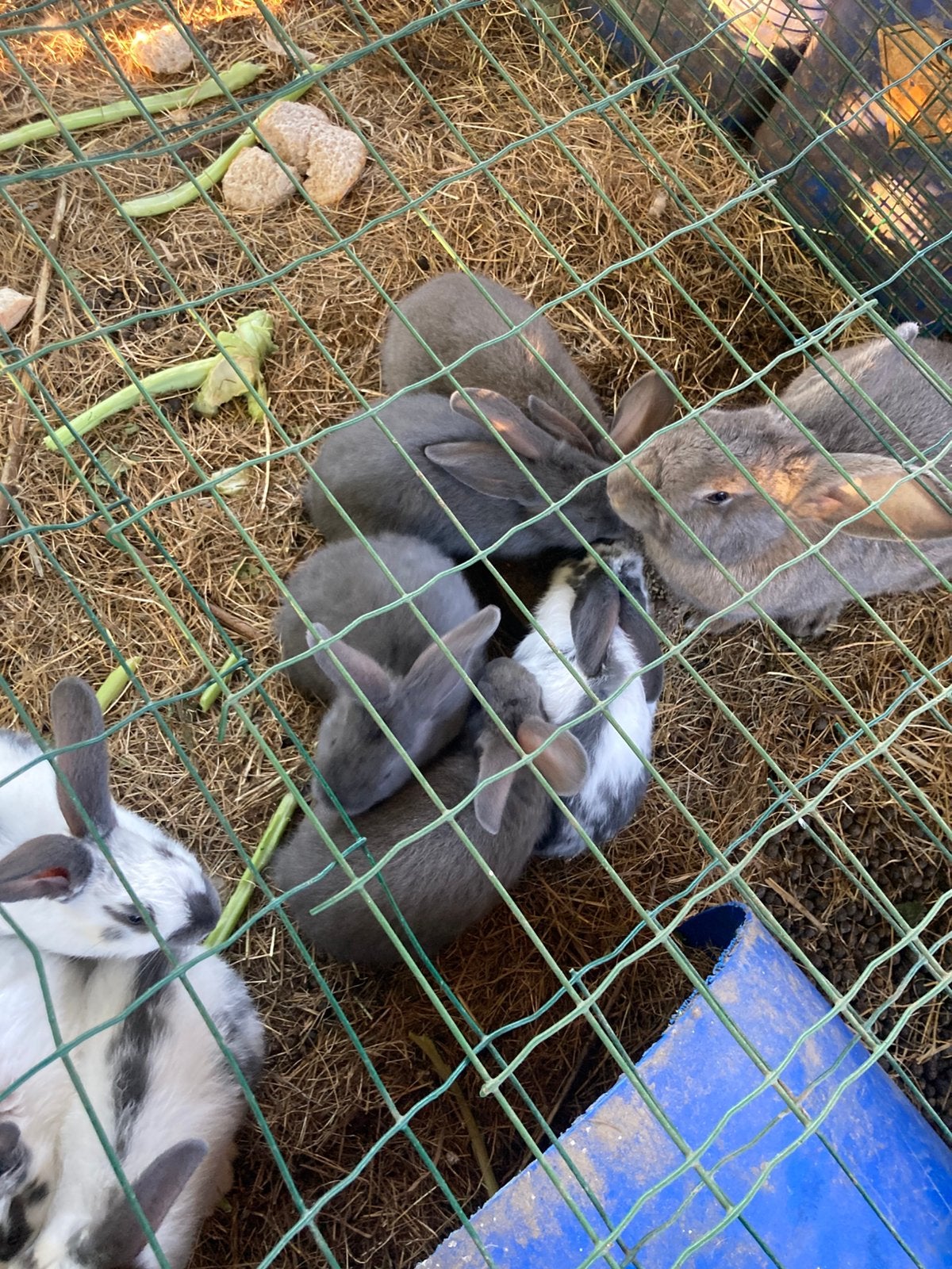 Vlaamse reusjes, Dieren en Toebehoren, Konijnen