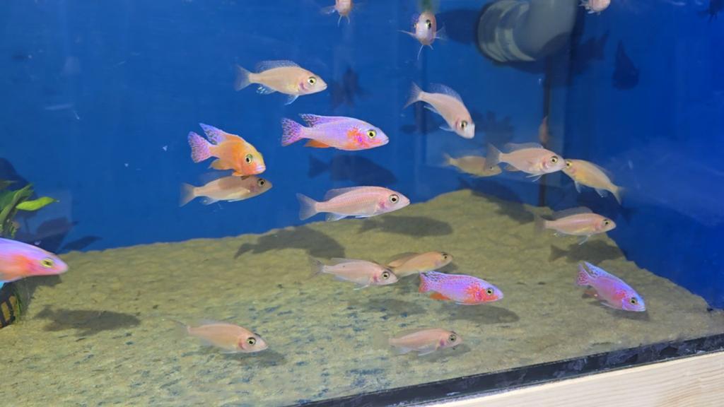 Malawi Sciaenochromis fryeri pink, Dieren en Toebehoren
