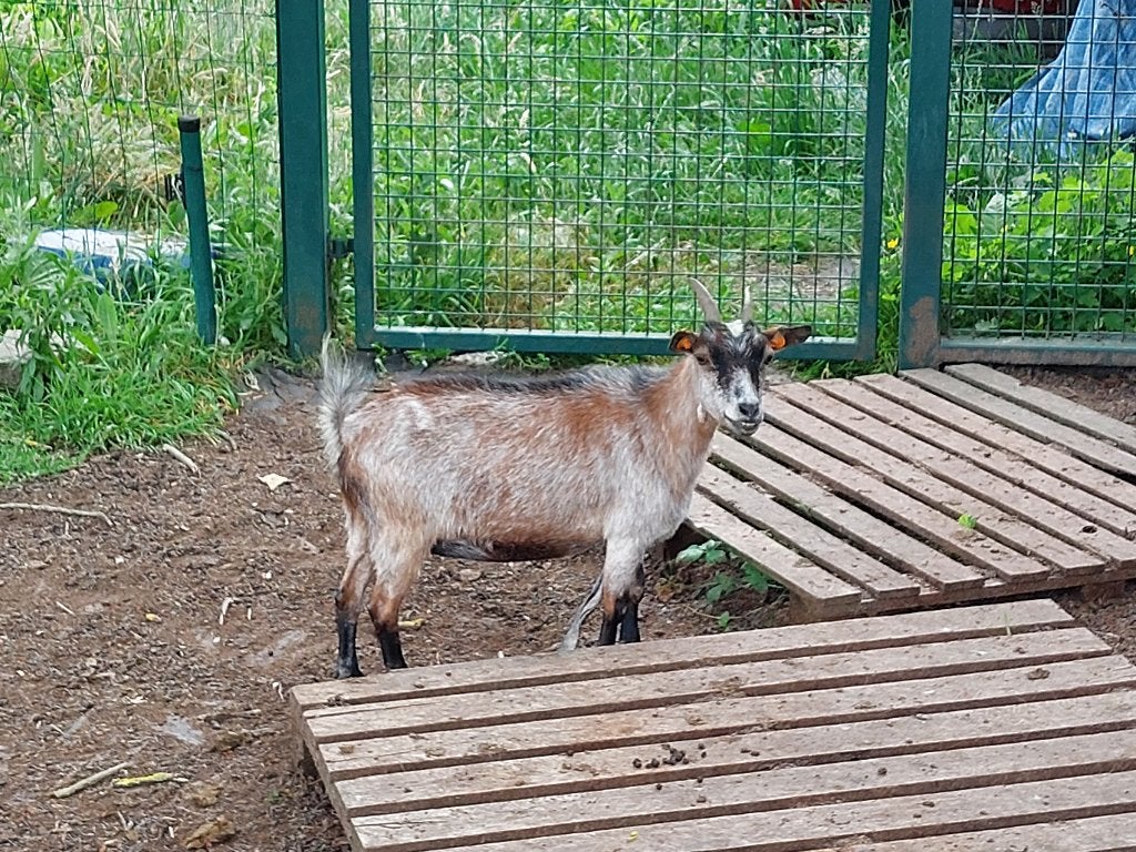 dwerggeit, Dieren en Toebehoren, Schapen, Geiten en Varkens, Vrouwelijk, Geit, 0 tot 2 jaar