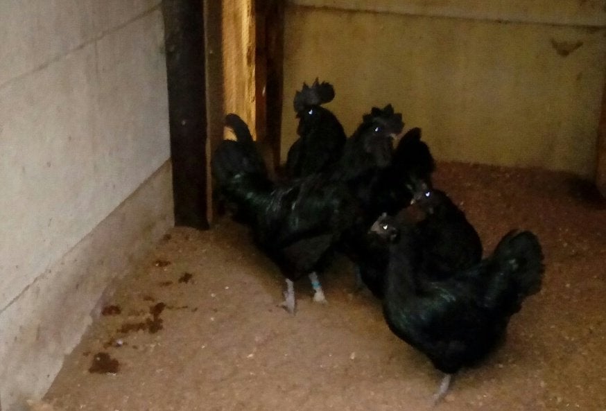 Ayam cemani hennen, Femelle, Poule ou poulet