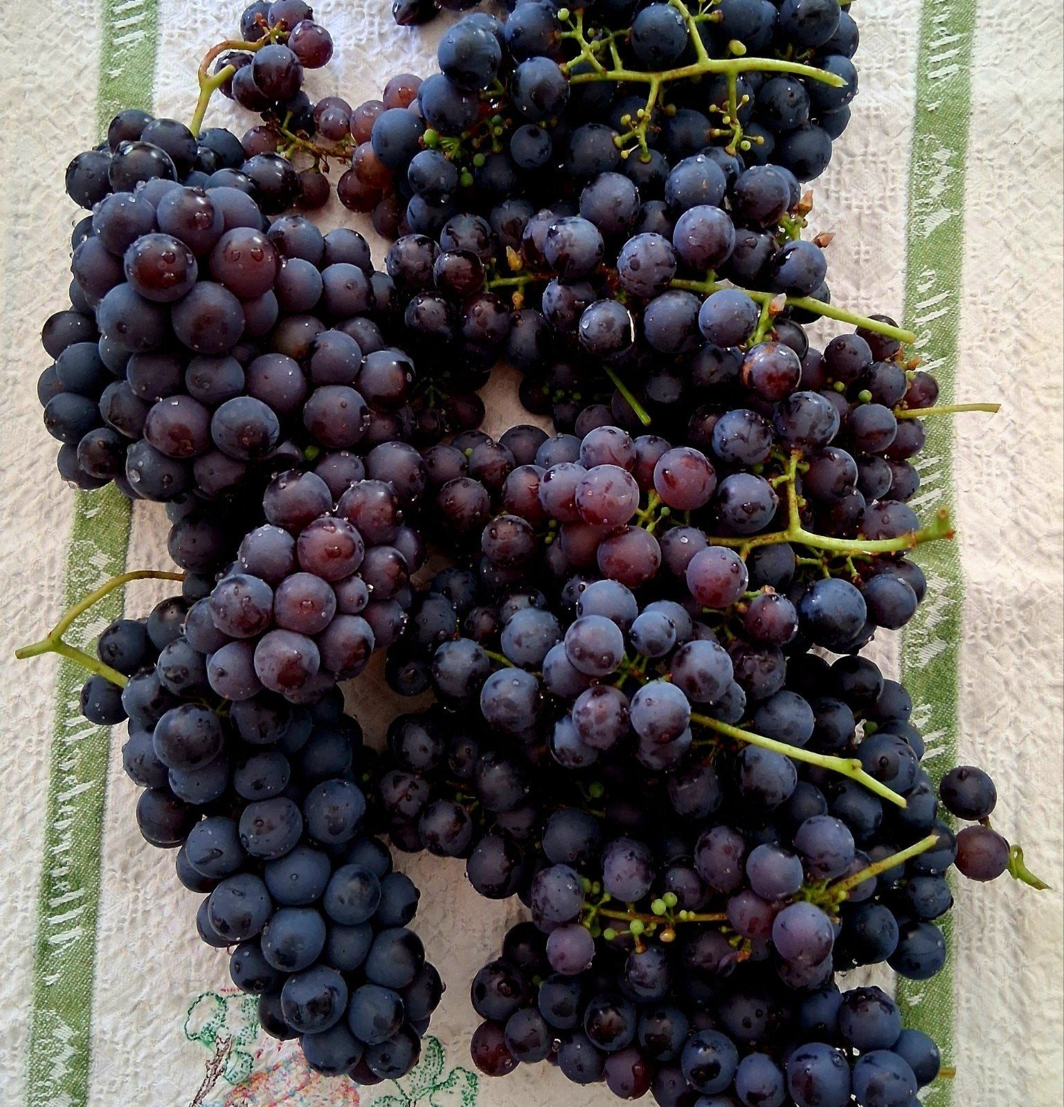 Zoete blauwe druiven voor wijn of gelei of consumptie, Tuin en Terras, Planten | Fruitbomen, Ophalen