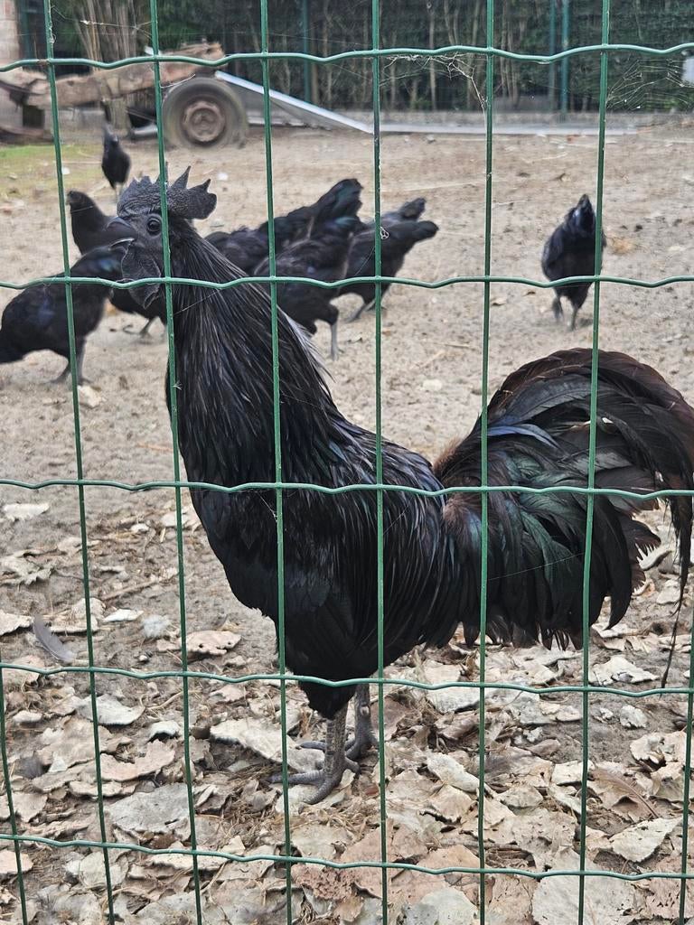 Voodoo kippen, Dieren en Toebehoren, Pluimvee