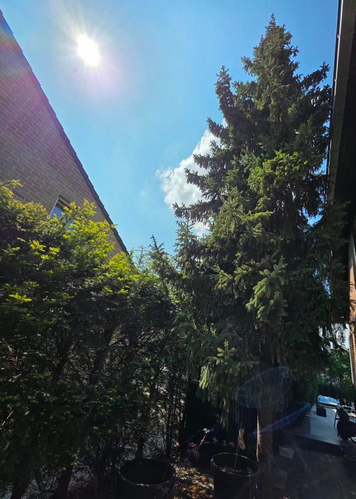 Gratis hout voor wie een boom wil laten vallen / uithalen, Ophalen