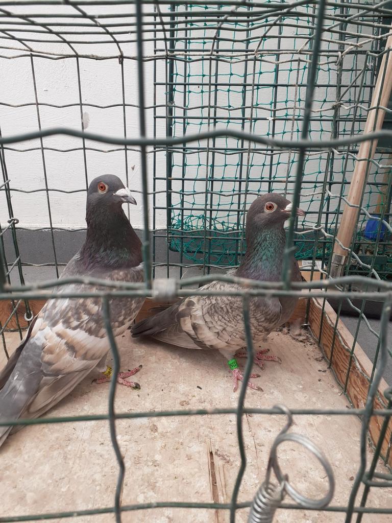 Kleurpostduiven Koppel 40 euro, Dieren en Toebehoren, Vogels | Duiven
