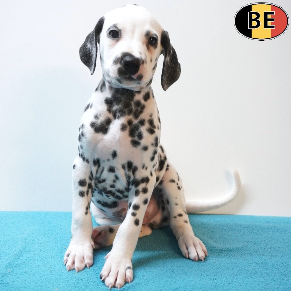 Dalmatien (mâles) chiots belges à vendre, Animaux & Accessoires, Commerçant, Chien (mâle), Dalmatien, Maladie de Carré (chiens)