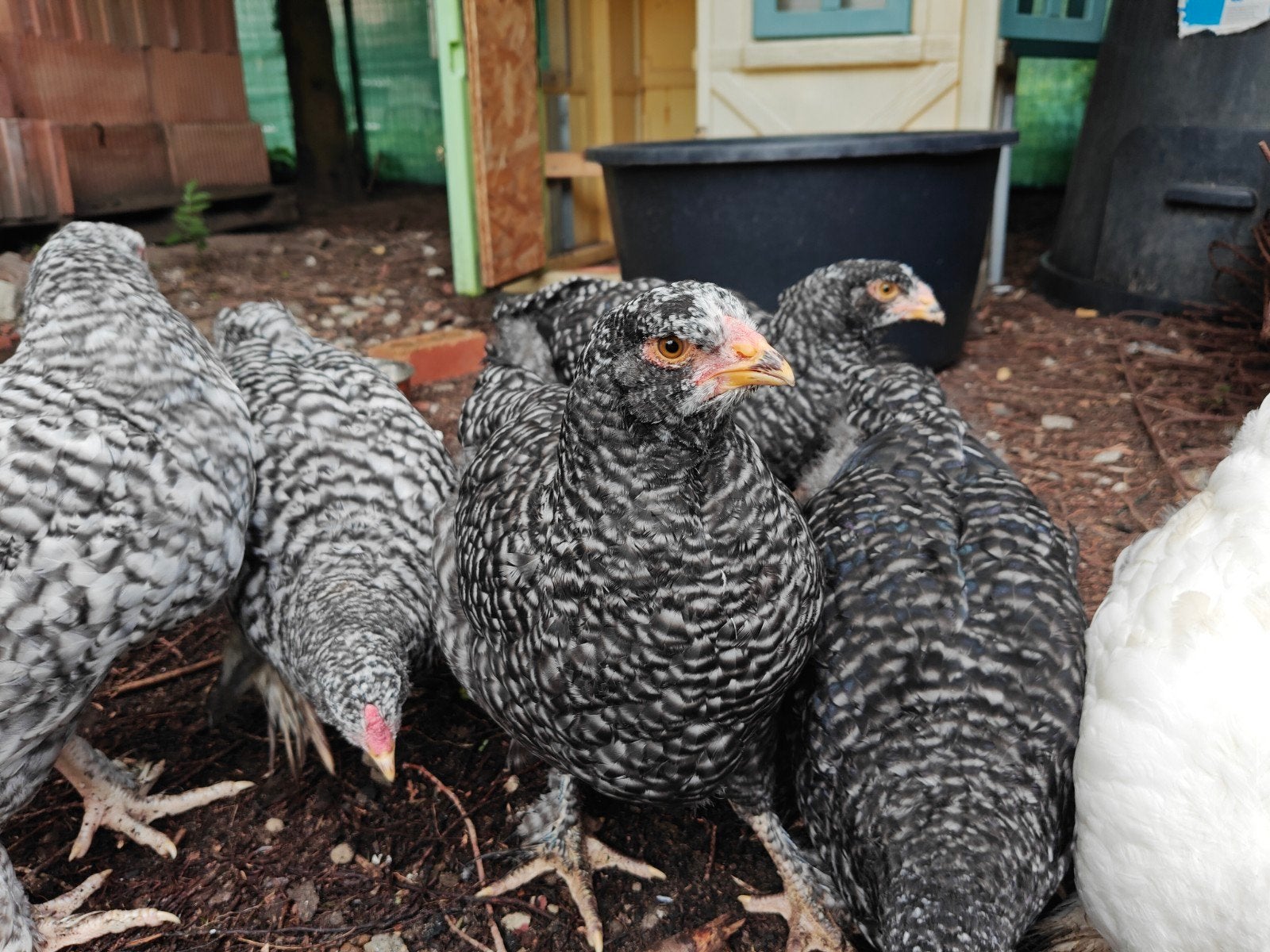 Mechelse Kalkoenkop, Dieren en Toebehoren, Pluimvee