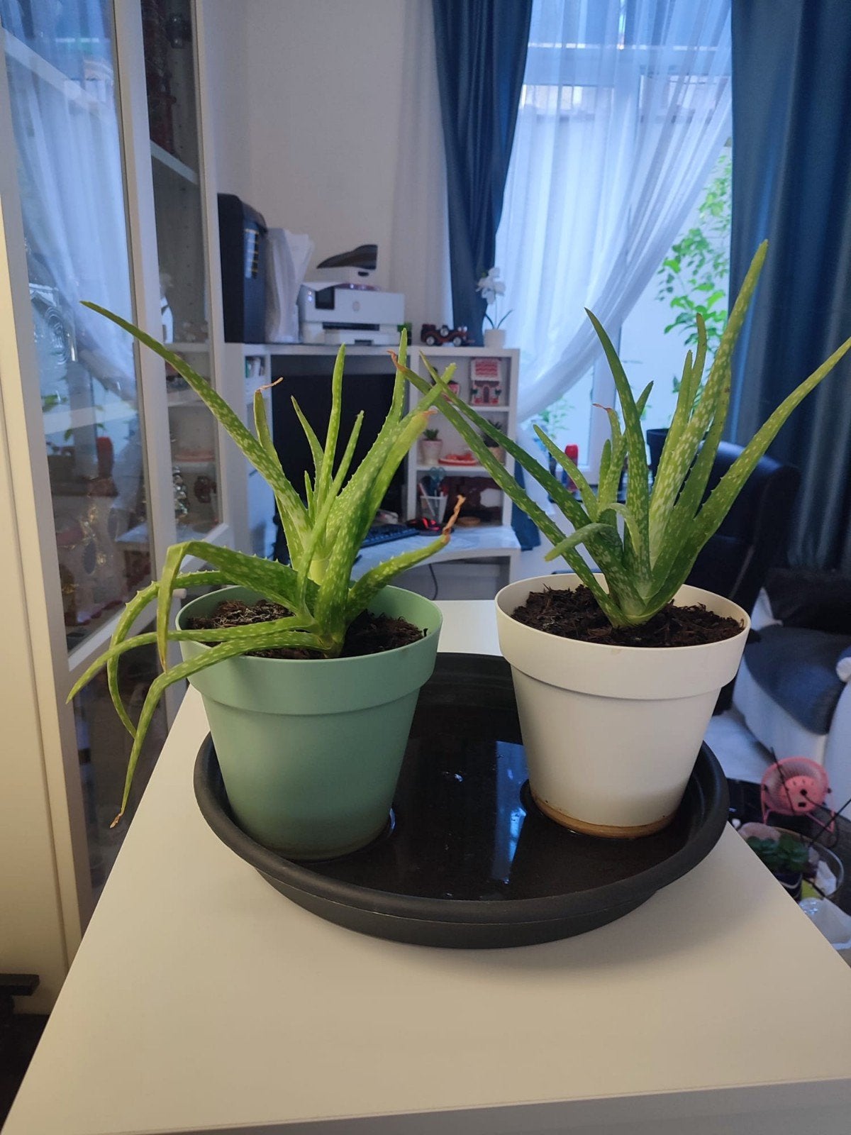 Lot de 2 Aloe Vera – jolies plantes succulentes, Enlèvement ou Envoi