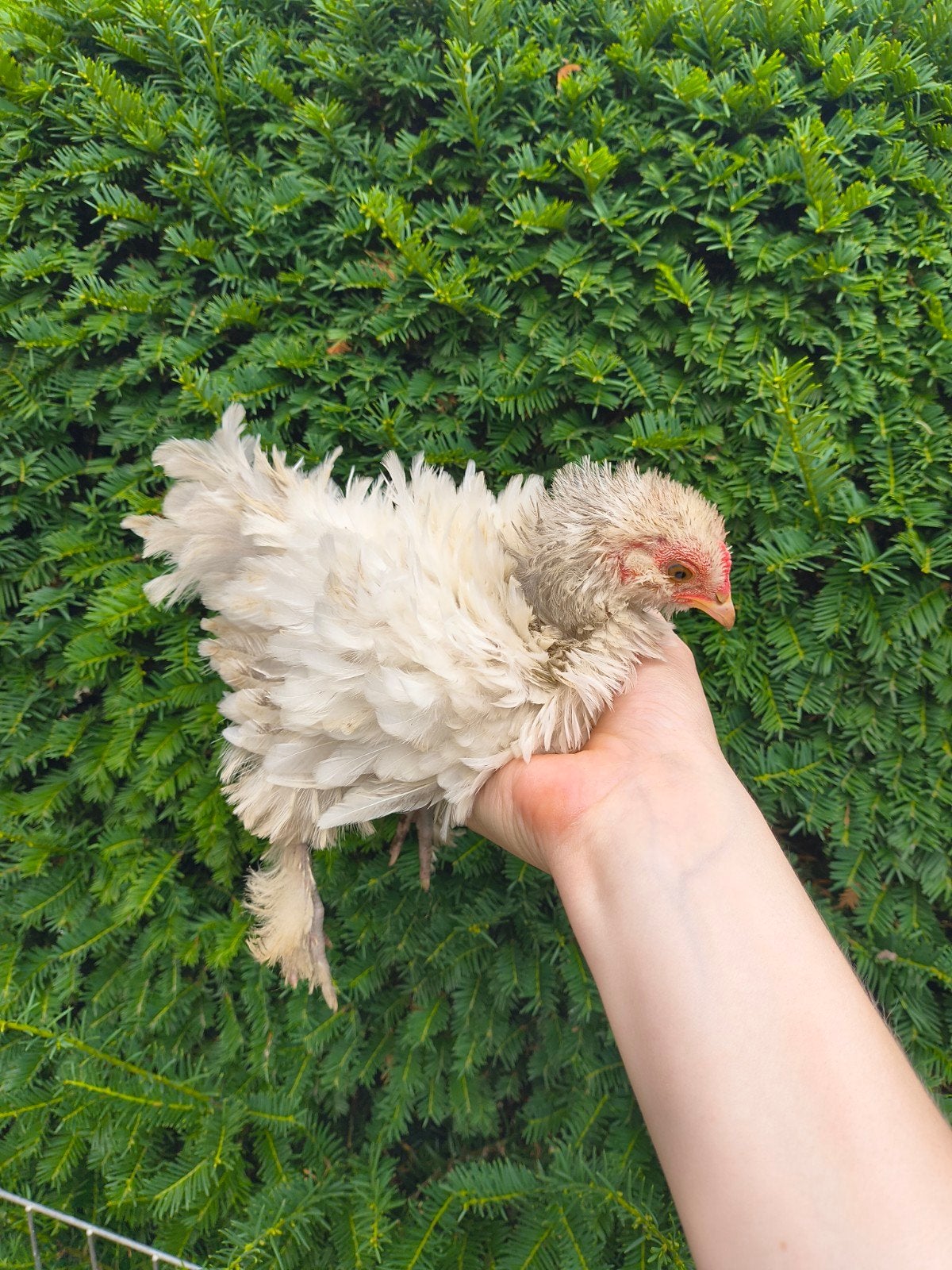 krulveer kuiken, Sexe inconnu, Poule ou poulet