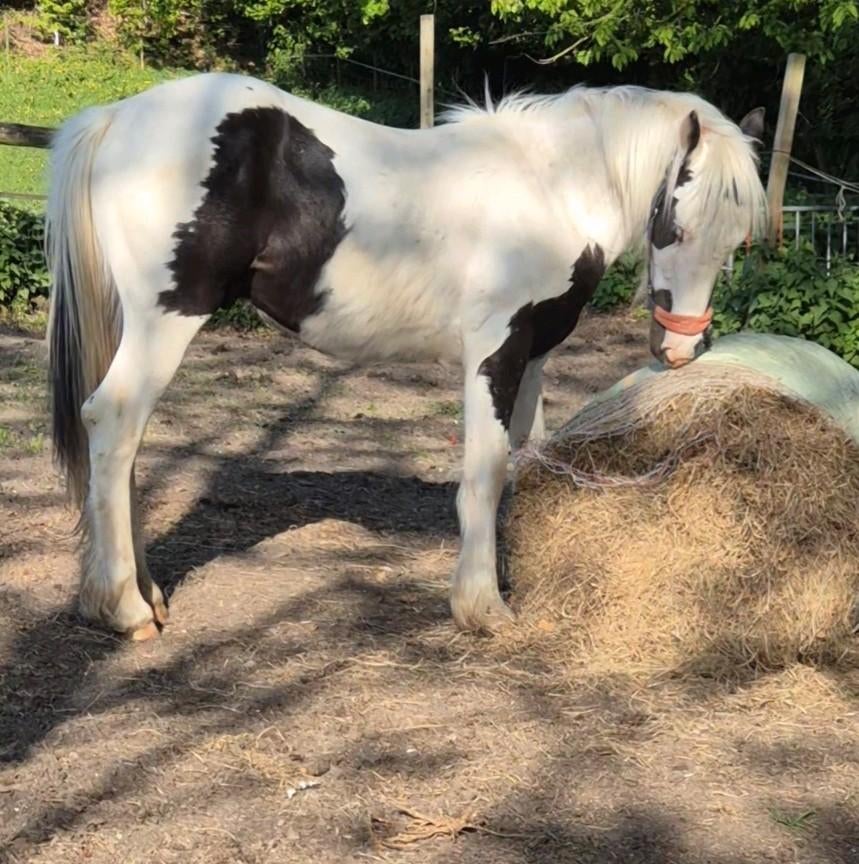 Jaarling Tinker hengst met maanogen en zeer trouw aan mensen, Dieren en Toebehoren, Paarden, Gechipt, Minder dan 160 cm, 0 tot 2 jaar