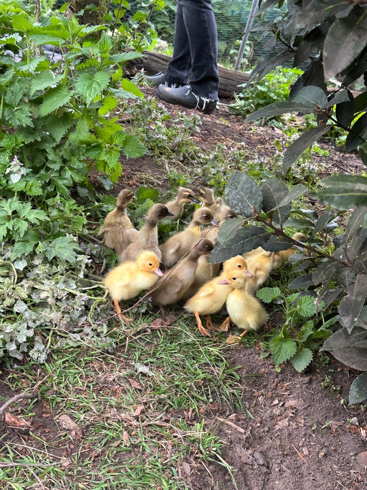 Loopeendjes, Dieren en Toebehoren, Pluimvee
