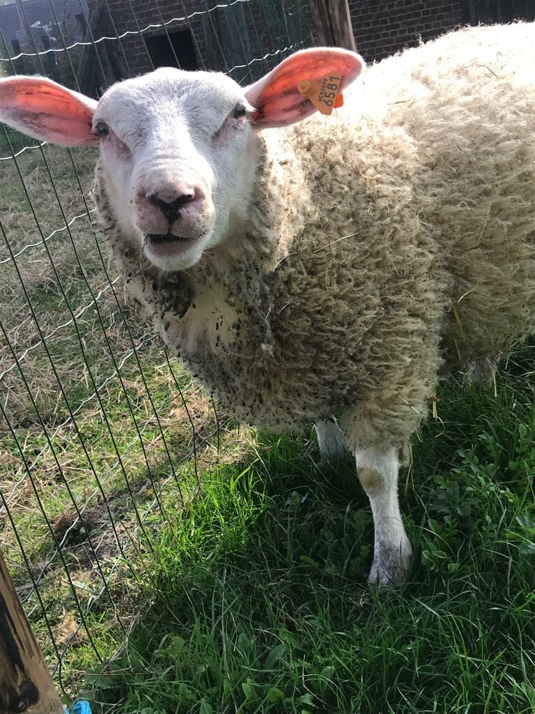 Schapen, Animaux & Accessoires