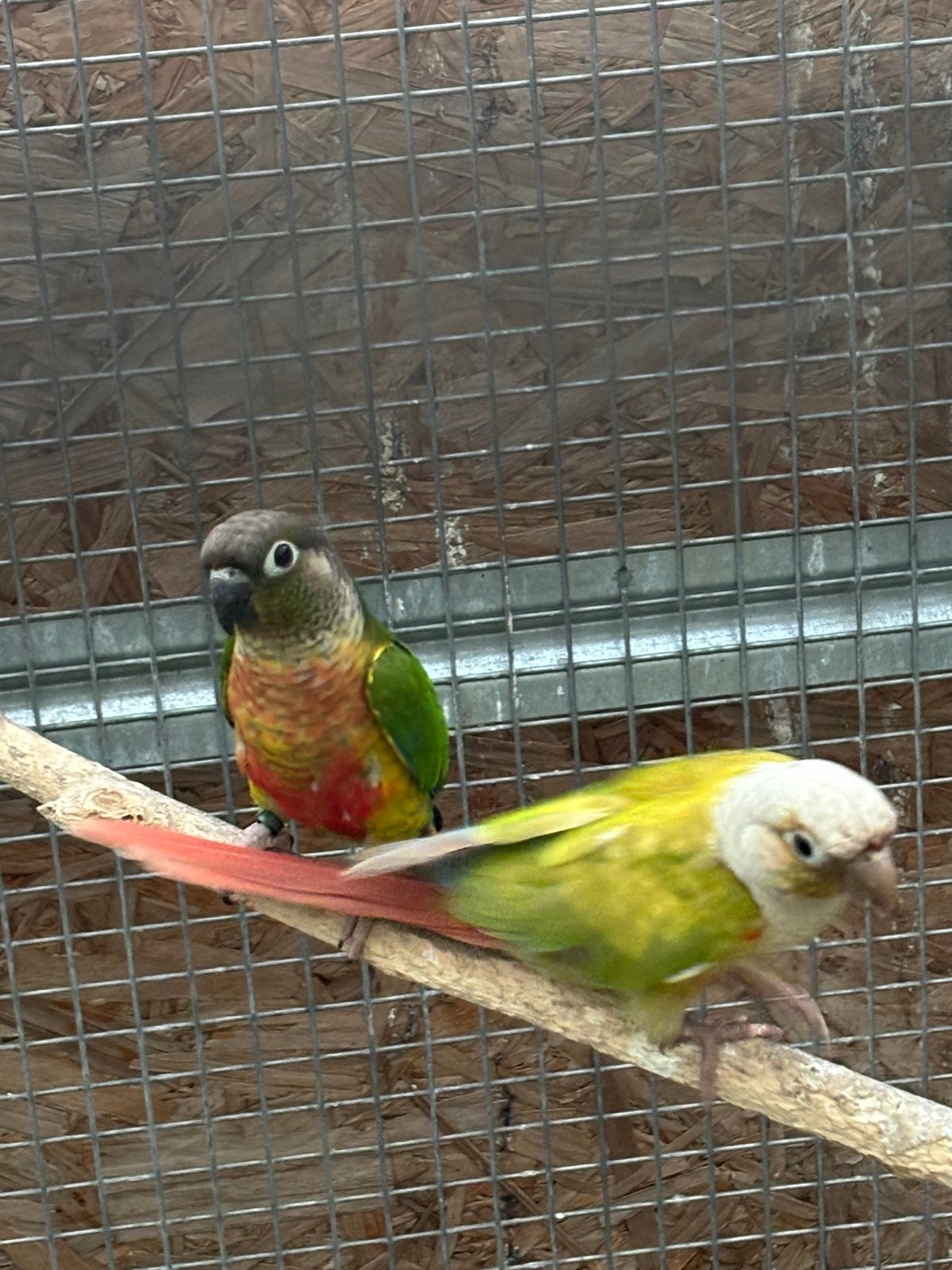 Te koop, Dieren en Toebehoren, Vogels | Parkieten en Papegaaien
