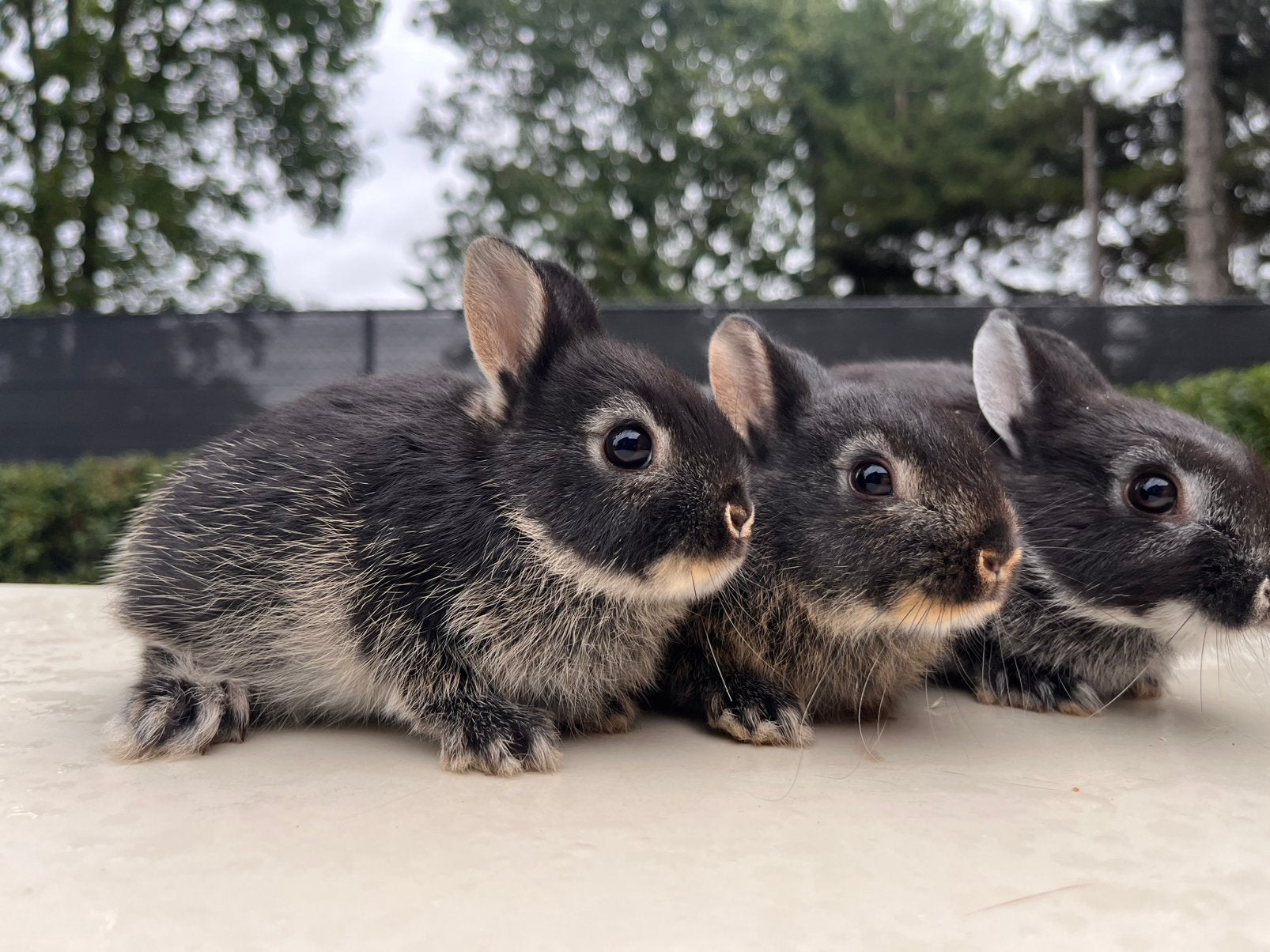 Kleurdwerg konijntjes, Animaux & Accessoires, Lapins