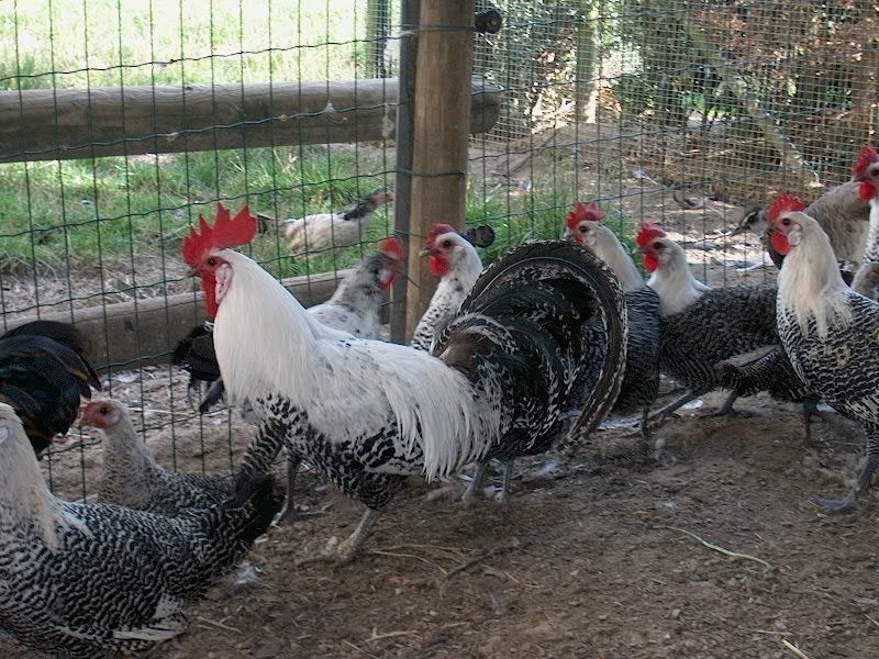 Zilverbrakel kippen, Plusieurs animaux, Poule ou poulet