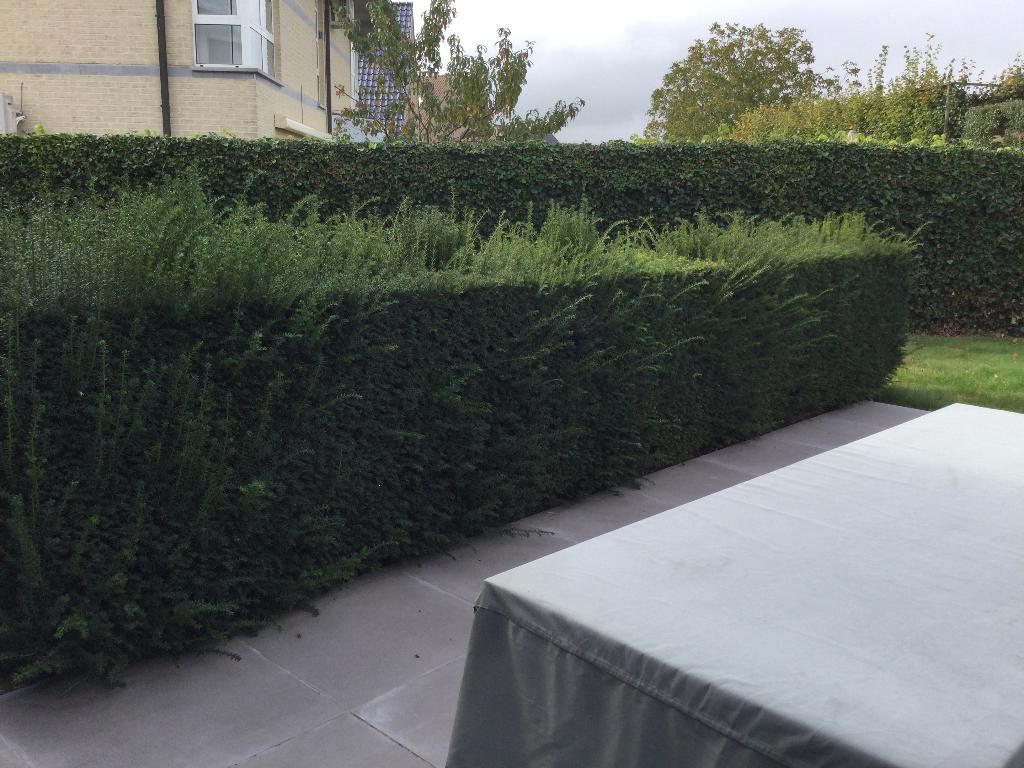 Gratis taxus haag en kegels, Tuin en Terras, Ophalen, Overige soorten