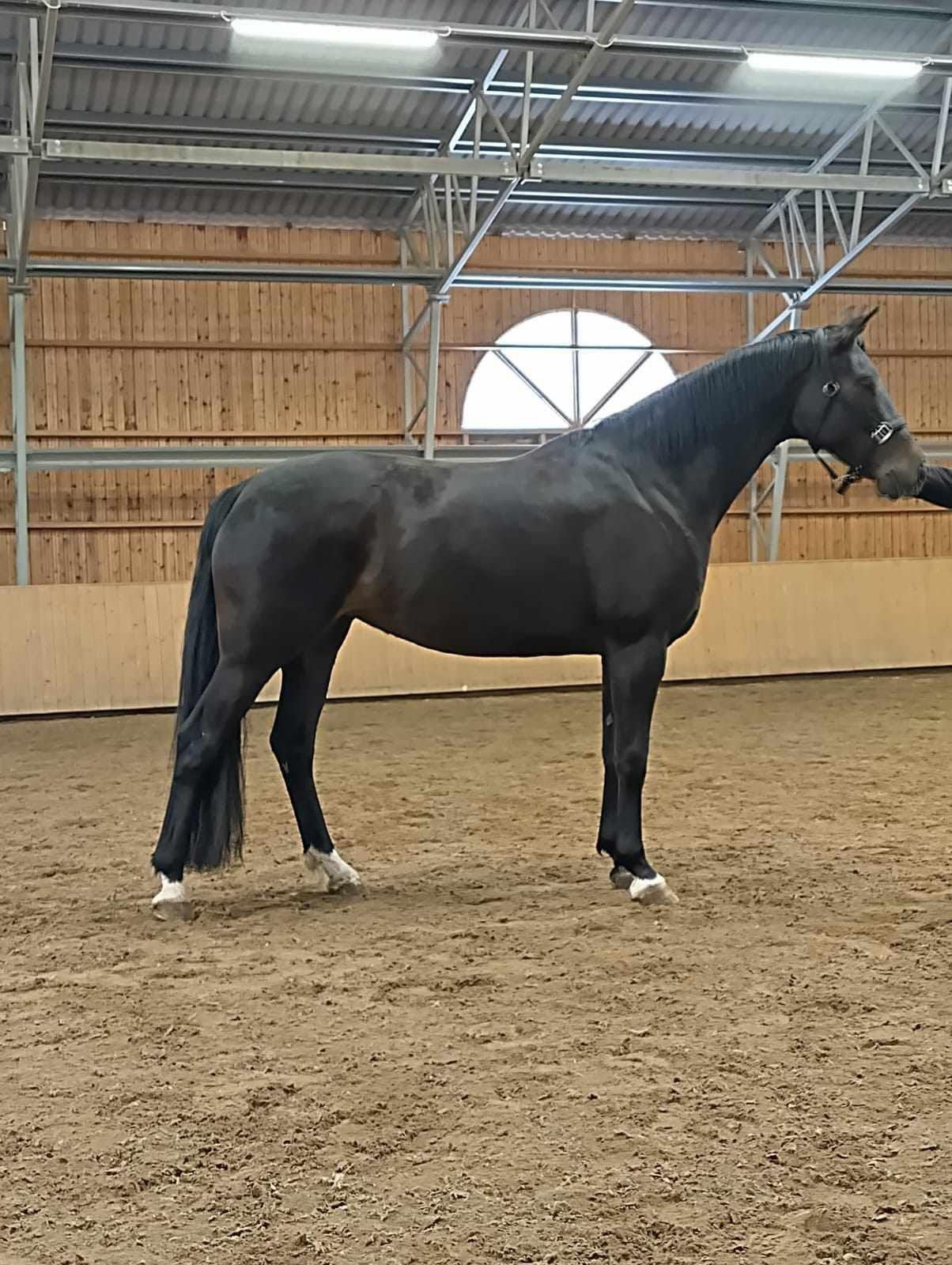 Petite-fille de Weihegold, Cheval de dressage, Avec pedigree, L, 160 à 165 cm