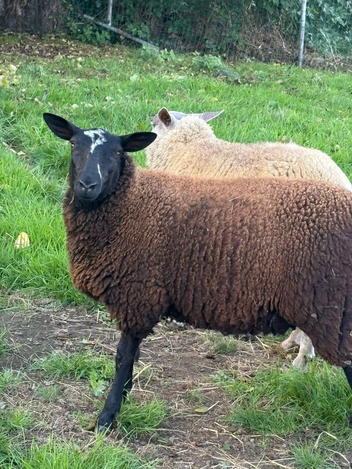 3ooien — 8 maanden oud  €180 per ooi, Vrouwelijk, Schaap, 0 tot 2 jaar