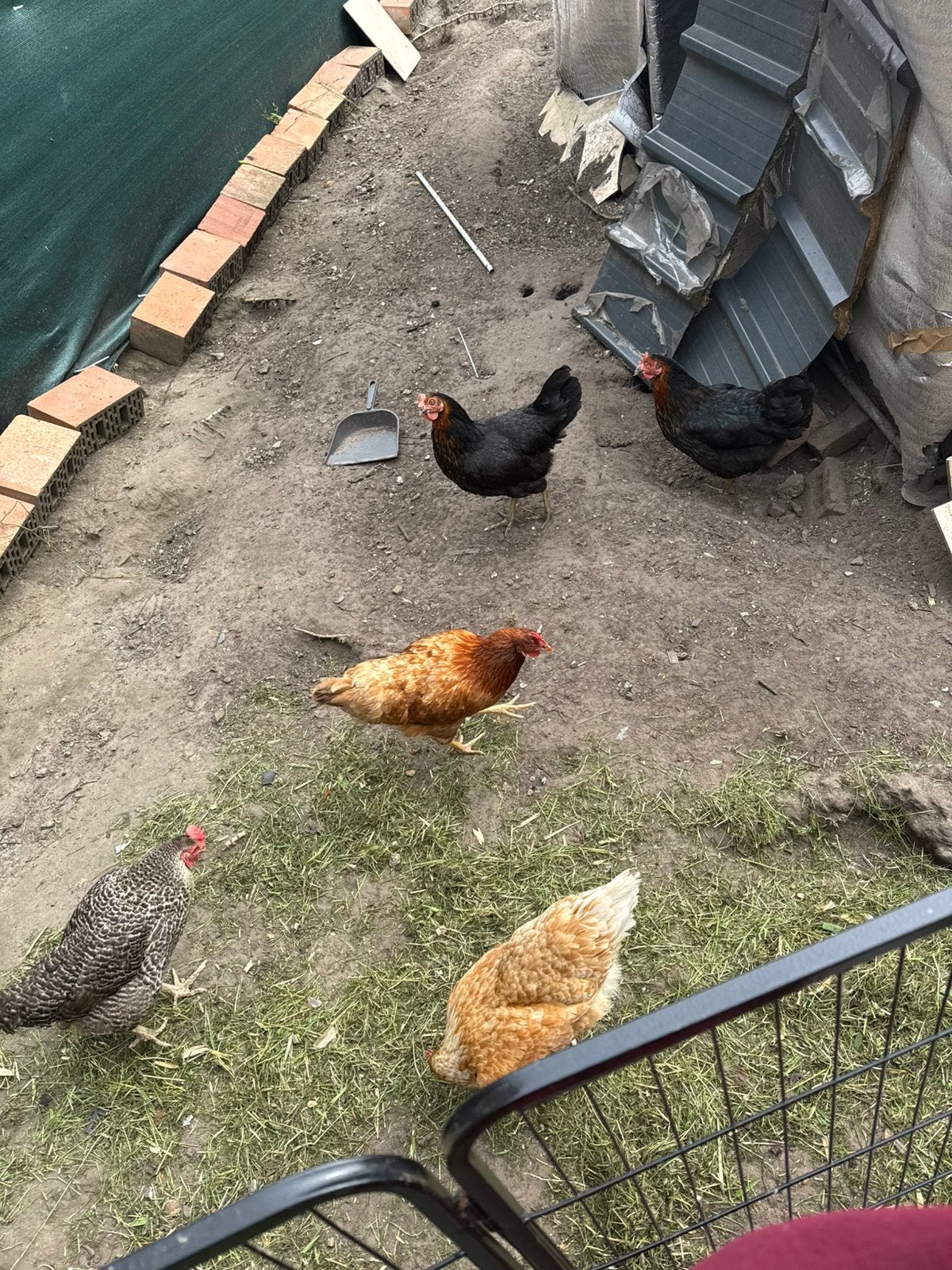 Poule pondeuse, Femelle, Poule ou poulet