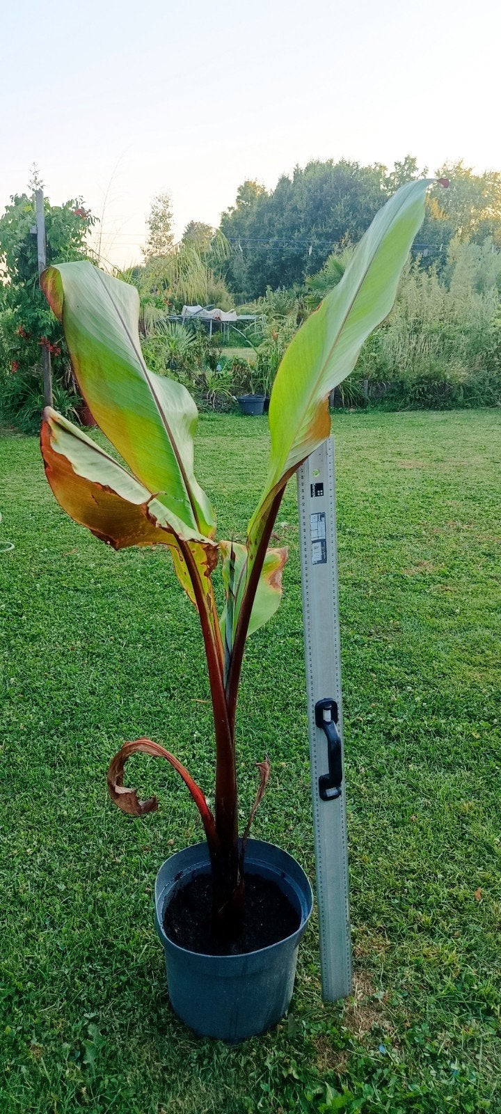 Banane Ensete Montbeliardii, Jardin & Terrasse, Enlèvement