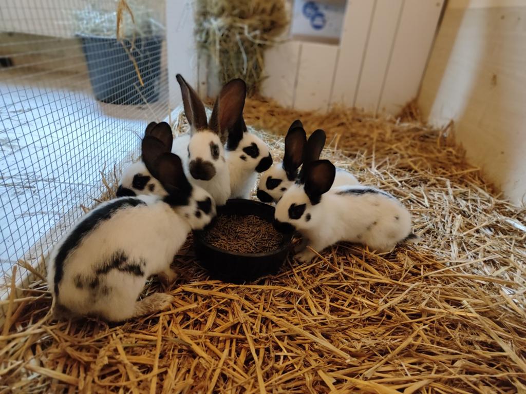 Reuzevlinder konijnen. Lotharinger groot. Vlinder konijn., Dieren en Toebehoren, April, Meerdere dieren