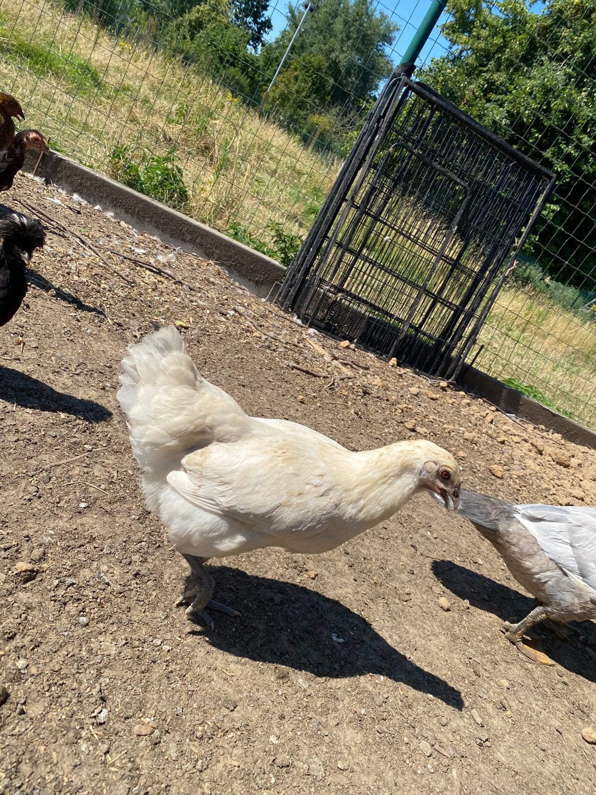 Poule de Bresse, Dieren en Toebehoren, Meerdere dieren, Kip