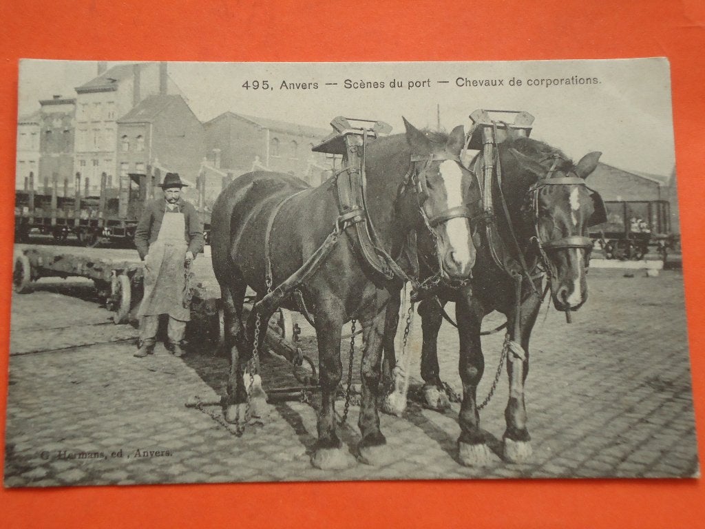 Anvers - Antwerpen Scènes du port - Chevaux de Corporations, Enlèvement ou Envoi, Avant 1920, Affranchie, Anvers