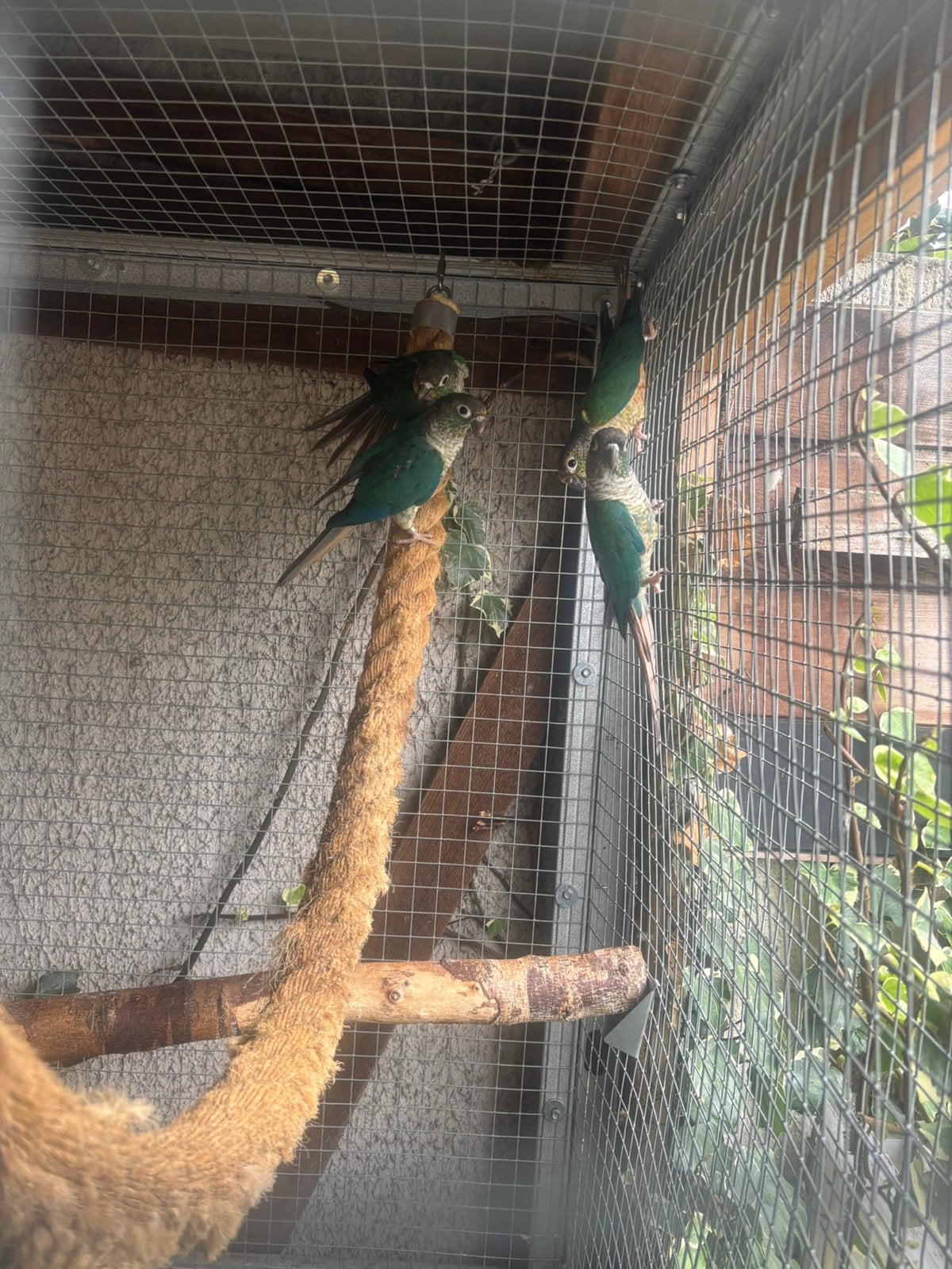 Couple phyrrura